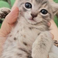 Gatti poco più di un mese