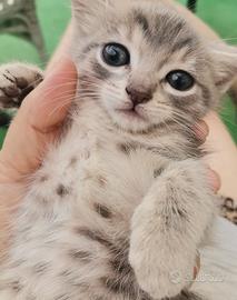 Gatti poco più di un mese