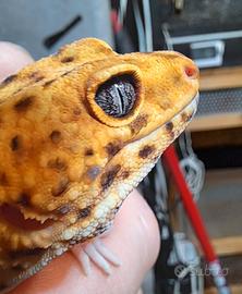 Geco leopardino