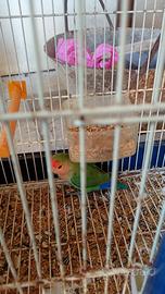Inseparabili