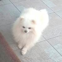 Pomerania maschio