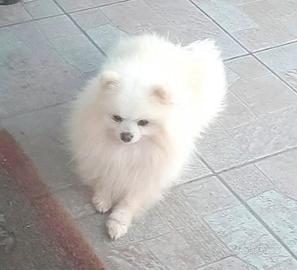 Pomerania maschio