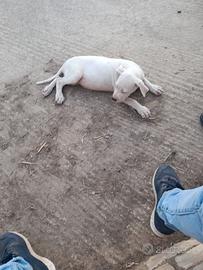Cucciola di dogho argentino