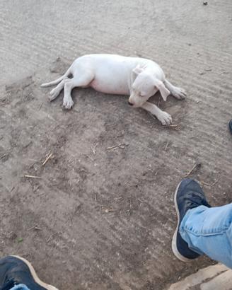 Cucciola di dogho argentino