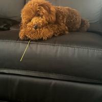 Barboncino red da monta