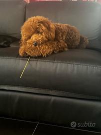 Barboncino red da monta