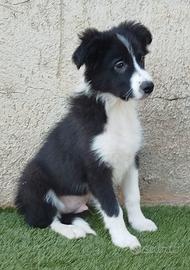 Cucciolo di border collie