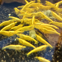 Caridine yellow fire neon selezionate con cura