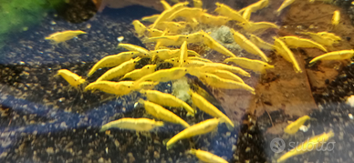 Caridine yellow fire neon selezionate con cura