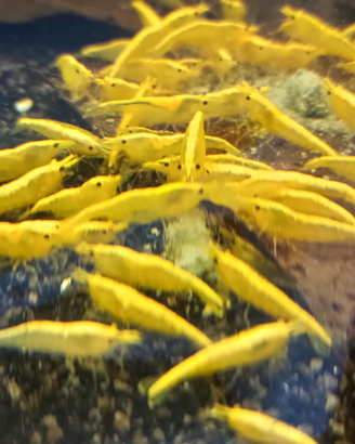 Caridine yellow fire neon selezionate con cura