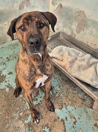 Presa canario molosso in adozione