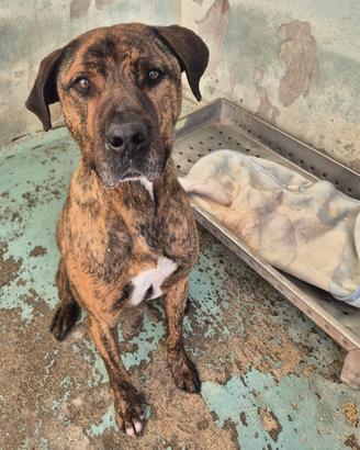 Presa canario molosso in adozione