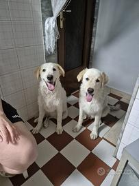 Cuccioli di pastore maremmano adozione