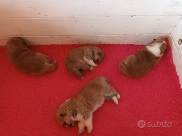 Cuccioli akita fulvi