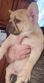 Bulldog francese