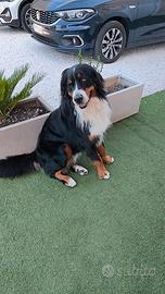 Bovaro del bernese x monta