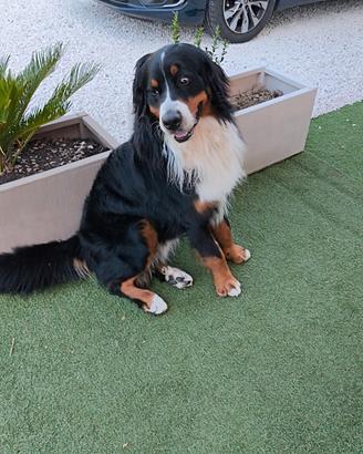 Bovaro del bernese x monta