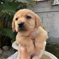 Cuccioli di Labrador retriever con Pedigree Enci