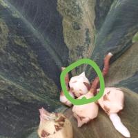 alocasia regal shield aurea  cormo