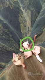 alocasia regal shield aurea  cormo