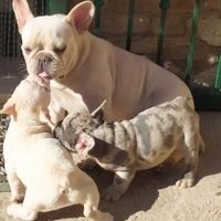 Bulldog Francese