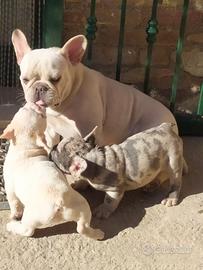 Bulldog Francese