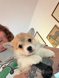 Cucciole femmine Welsh Corgi Pembroke