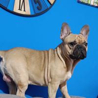 Bulldog francese per monta