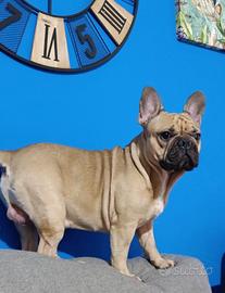 Bulldog francese per monta