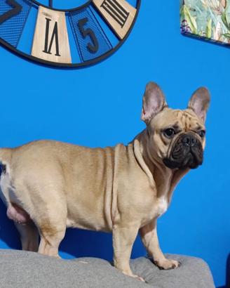 Bulldog francese per monta