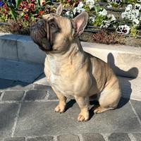 Bouledogue Francese Maschio disponibile monta