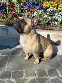 Bouledogue Francese Maschio disponibile monta
