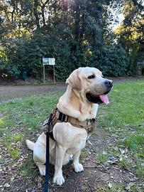 Labrador per monta stallone figlio dí campioni