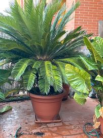 Cycas