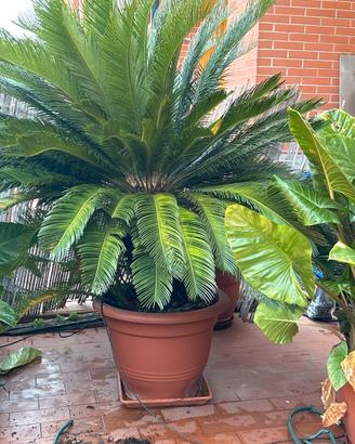 Cycas