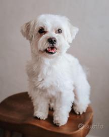 Maltese di 4 anni