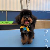 Charlie barboncino miny Toy per fidanzata