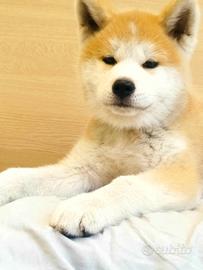 Cuccioli Akita Inu