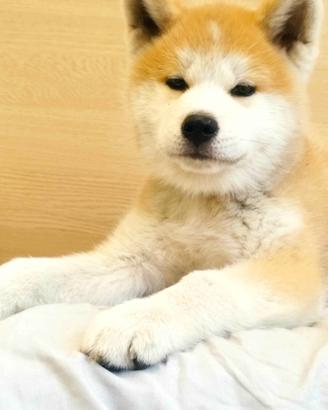 Cuccioli Akita Inu