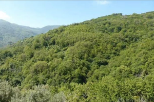 Bosco x taglio legna 45000 mt