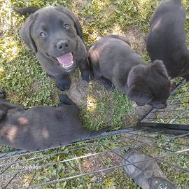 Cuccioli di Labrador Retriever neri