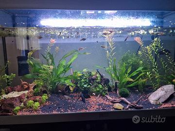 decorazioni per acquario (leggi info) 