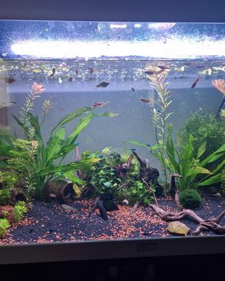 decorazioni per acquario (leggi info) 