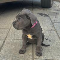 Cucciola cane corso