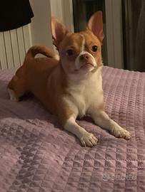 chihuahua fulvo
