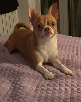 chihuahua fulvo