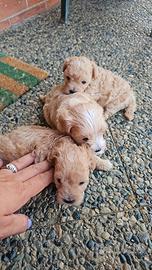 cuccioli di Maltipoo
