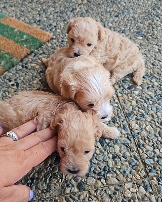cuccioli di Maltipoo