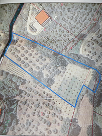 Terreno Agricolo Coltivato ad Olivi