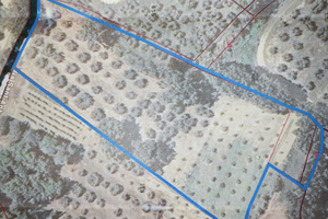 Terreno Agricolo Coltivato ad Olivi